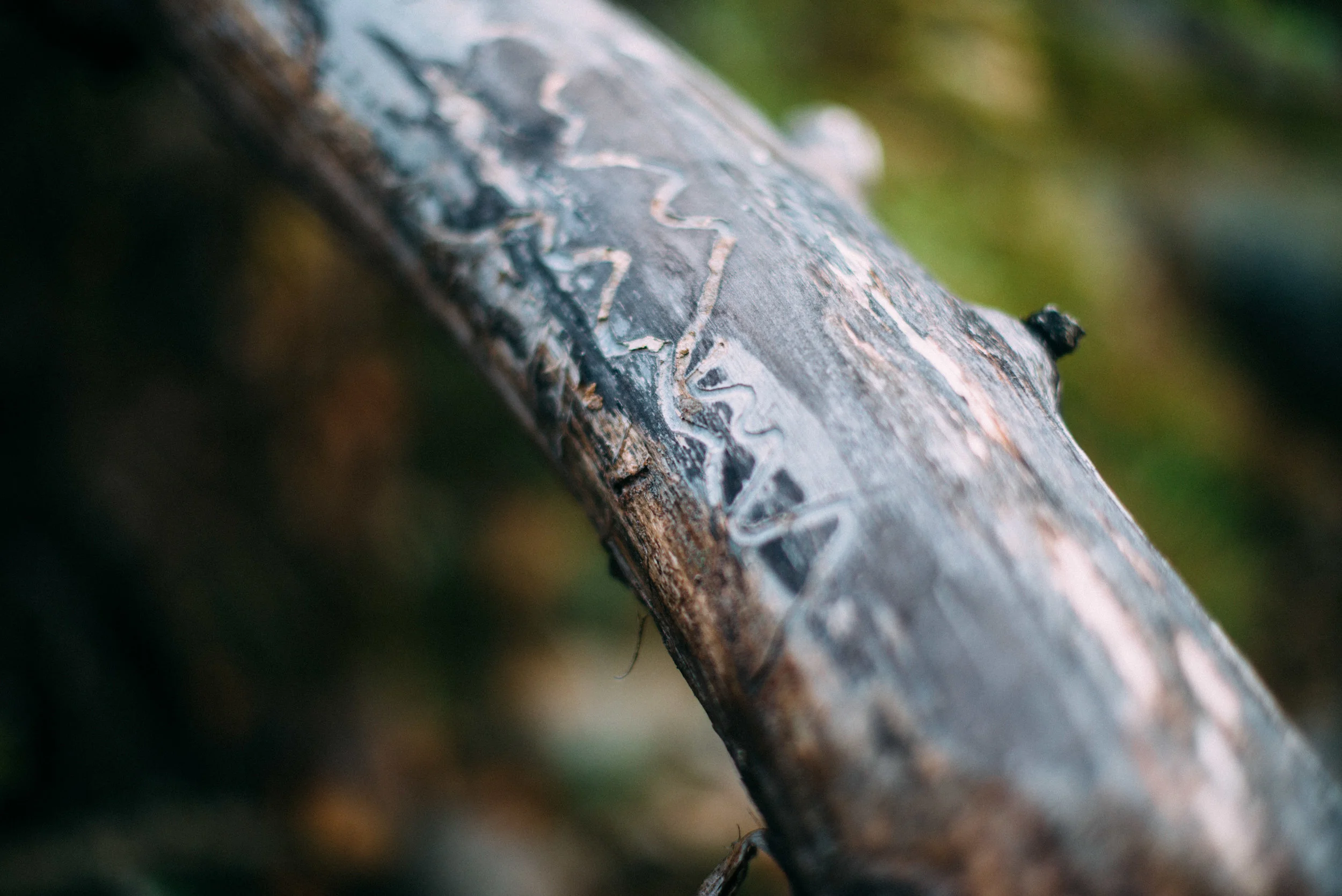 the_woods-11.jpg