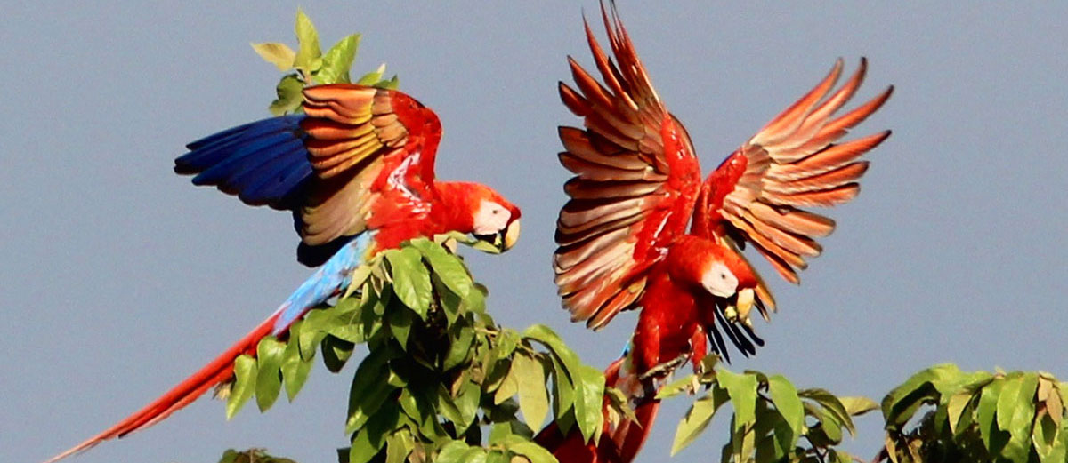 scarlet-macaws-bird-watching-manoas-luxury-camping-glamping.jpg