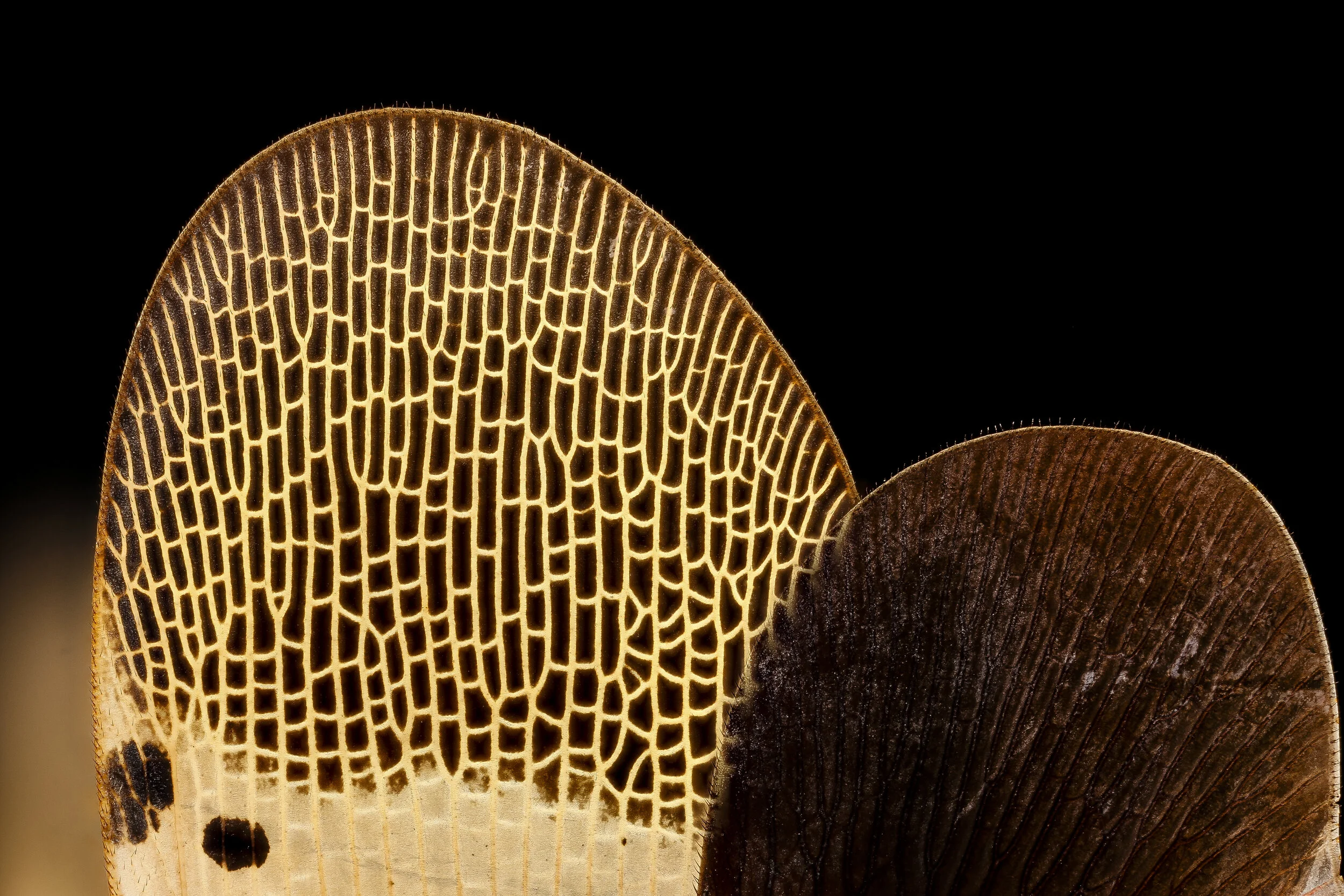 [Canceled] - SF Women Artists Gallery | Catalyst A Musical Collaboration w/ Helia Music Collective