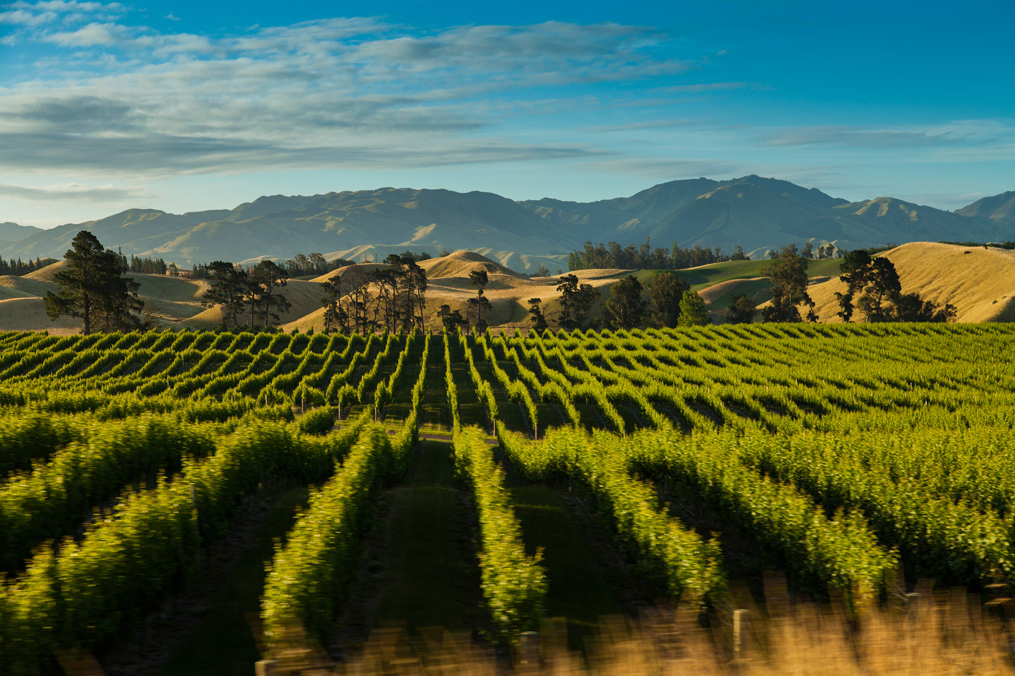 Marlborough Winery