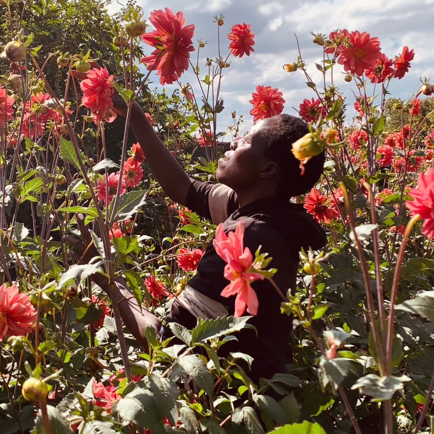 Picking dahlias in Njoro, Kenya. The dahlia flowers are an important part of the wool dying process giving us the gorgeous yellow and orange palette you find in the range 🌼 
Photo courtesy of @kenana.knitters 

#dahlia #plantdye #slowmade #handmade 