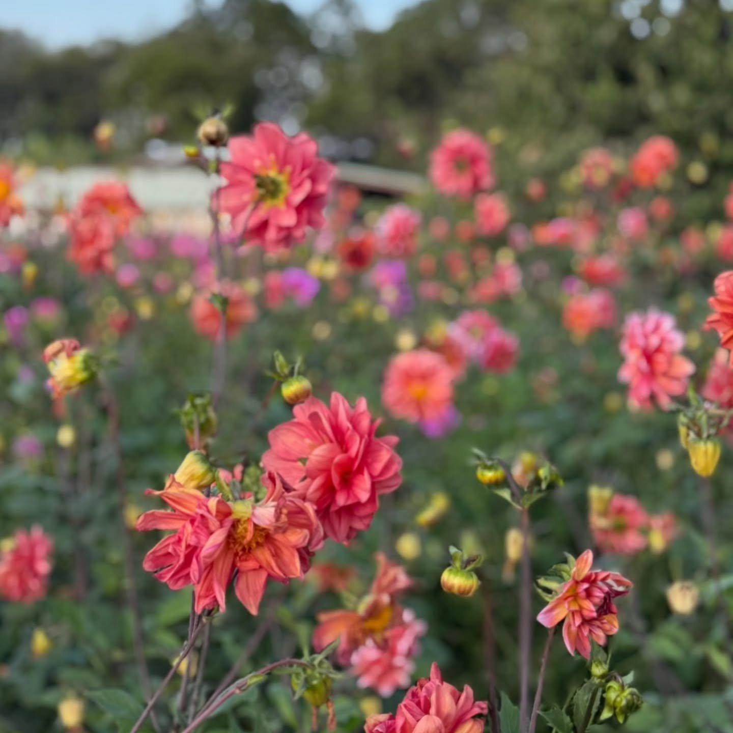 These beautiful Dahlias 🏵️ used for the natural wool dying at Kenana - they are the basis of a range of colours from brilliant yellows to soft caramels - each colour batch unique x 
#kenanadownunder 
#naturalfibres 
#plantdyes
#socialimpactbusiness 