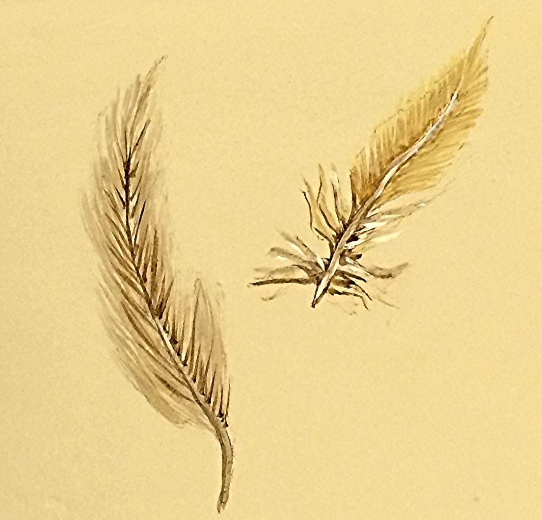 feathers 1.jpeg