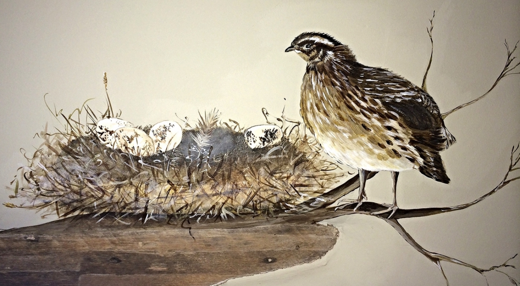 quail 2.jpeg