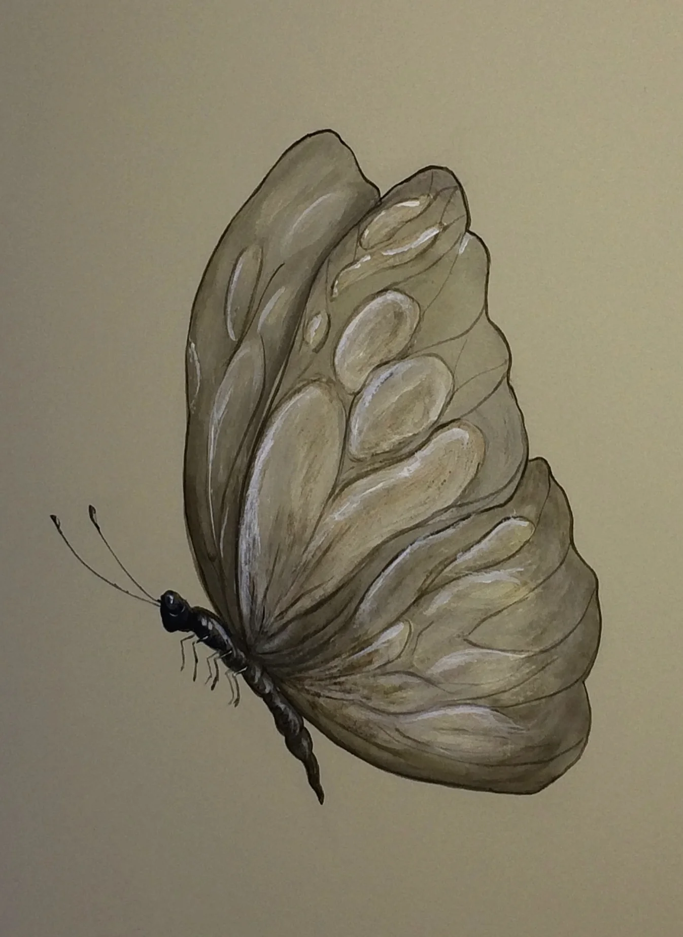 butterfly 1 copy.jpg