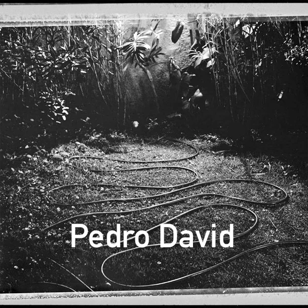 pedro.jpg