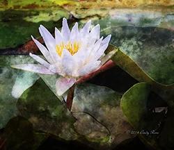 flower.jpg