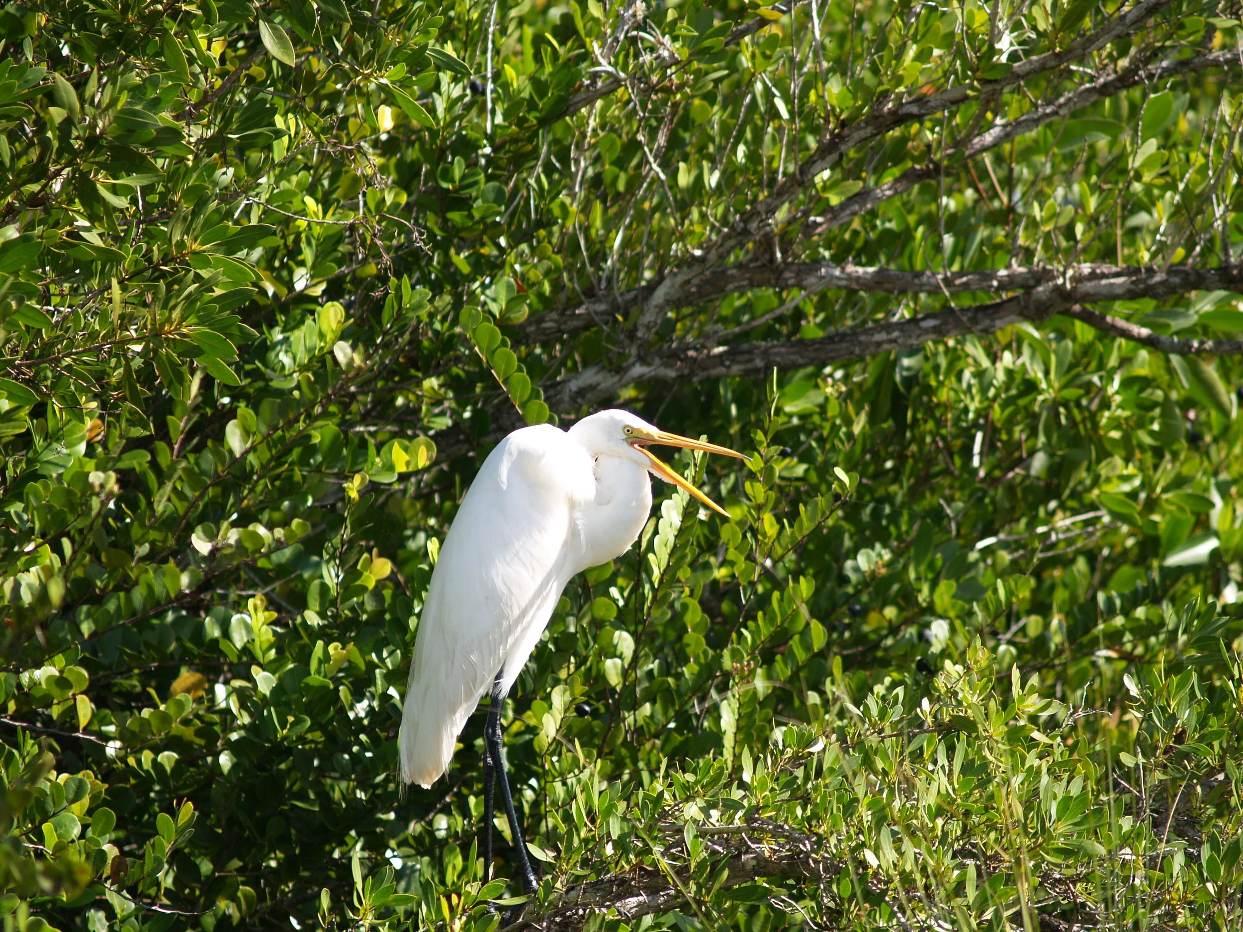 Feb. Field Trip - Shark Valley Bird Shoot