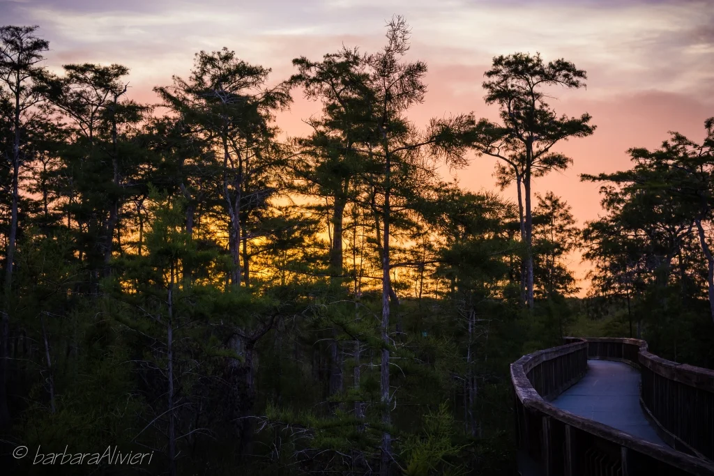 Dec. 3rd Field Trip - Sunset in the Big Cypress-Kirby Storter