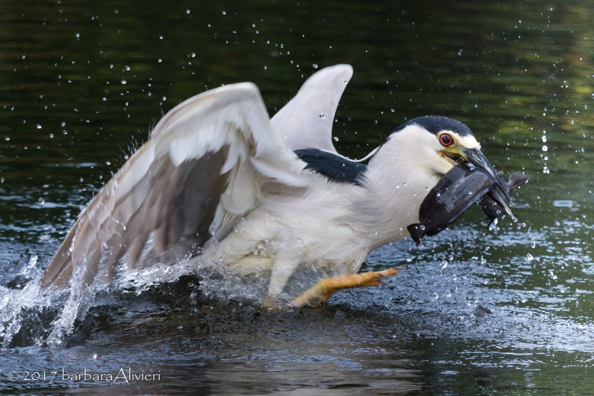 Black-Crowned Night Heron Photo Courtesy of Barbara Livieri
