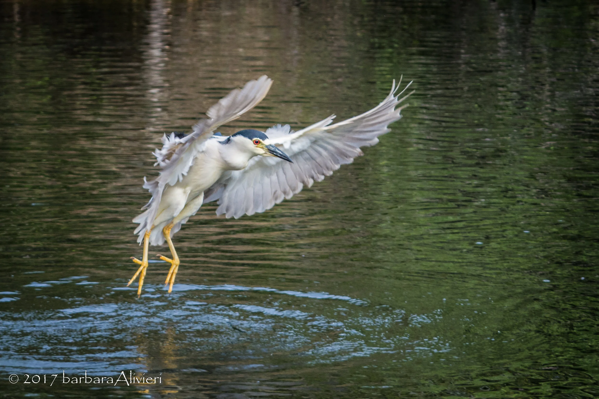 Field Trip - Shark Valley Birding
