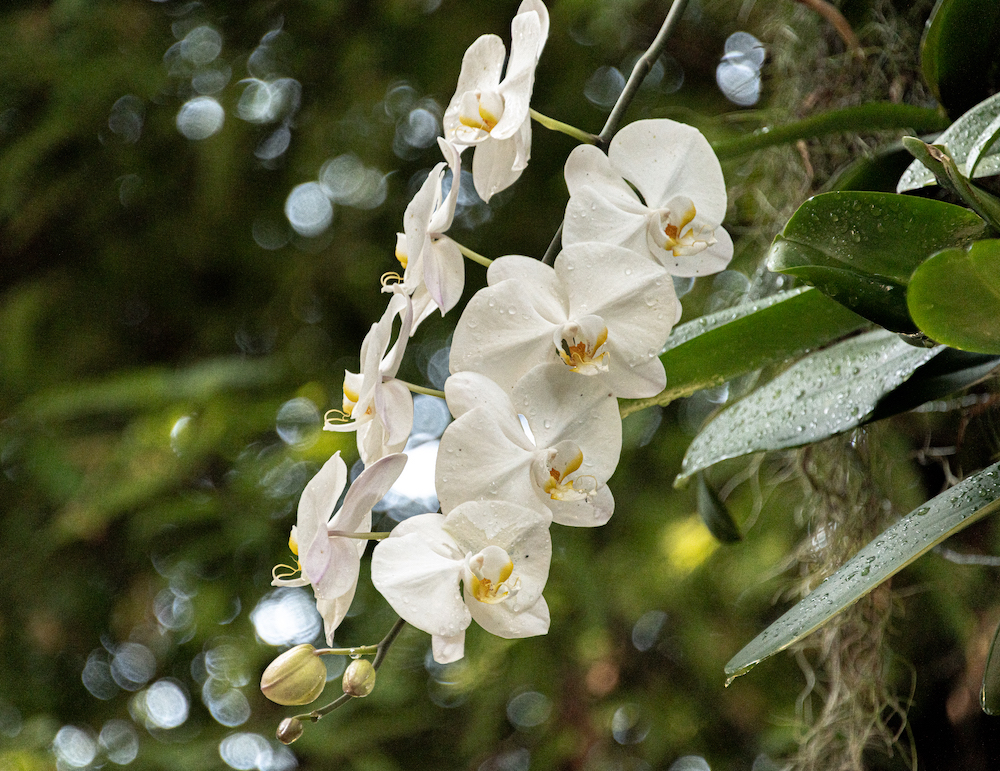 Pilar
