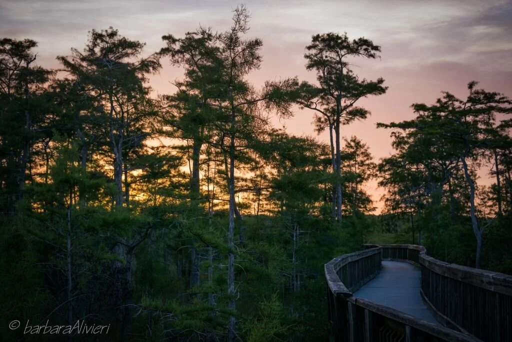Sept. Field Trip # 2 - Sunset in the Big Cypress