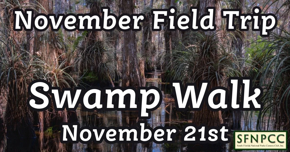 November Field Trip - Swamp Walk