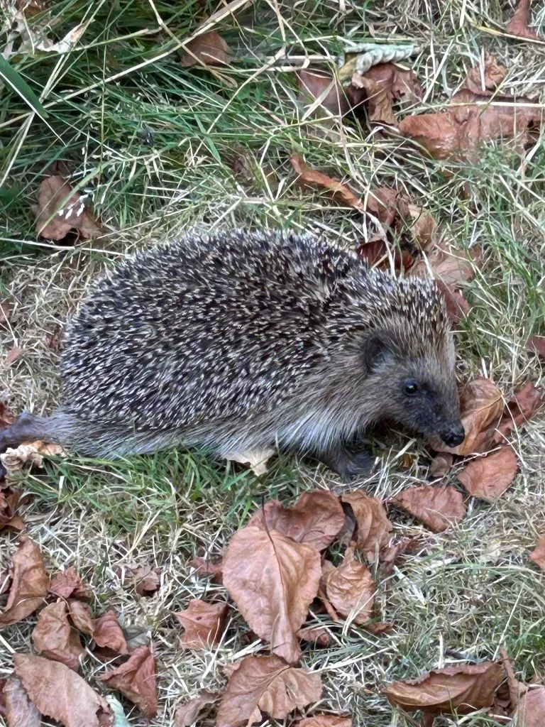 hedgehog.jpg