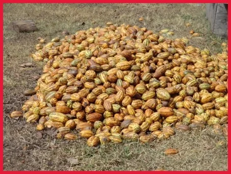 Cocoa bean pods.jpg