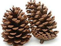 https://sep.yimg.com/ay/yhst-89672727041557/pine-cones-5.jpg