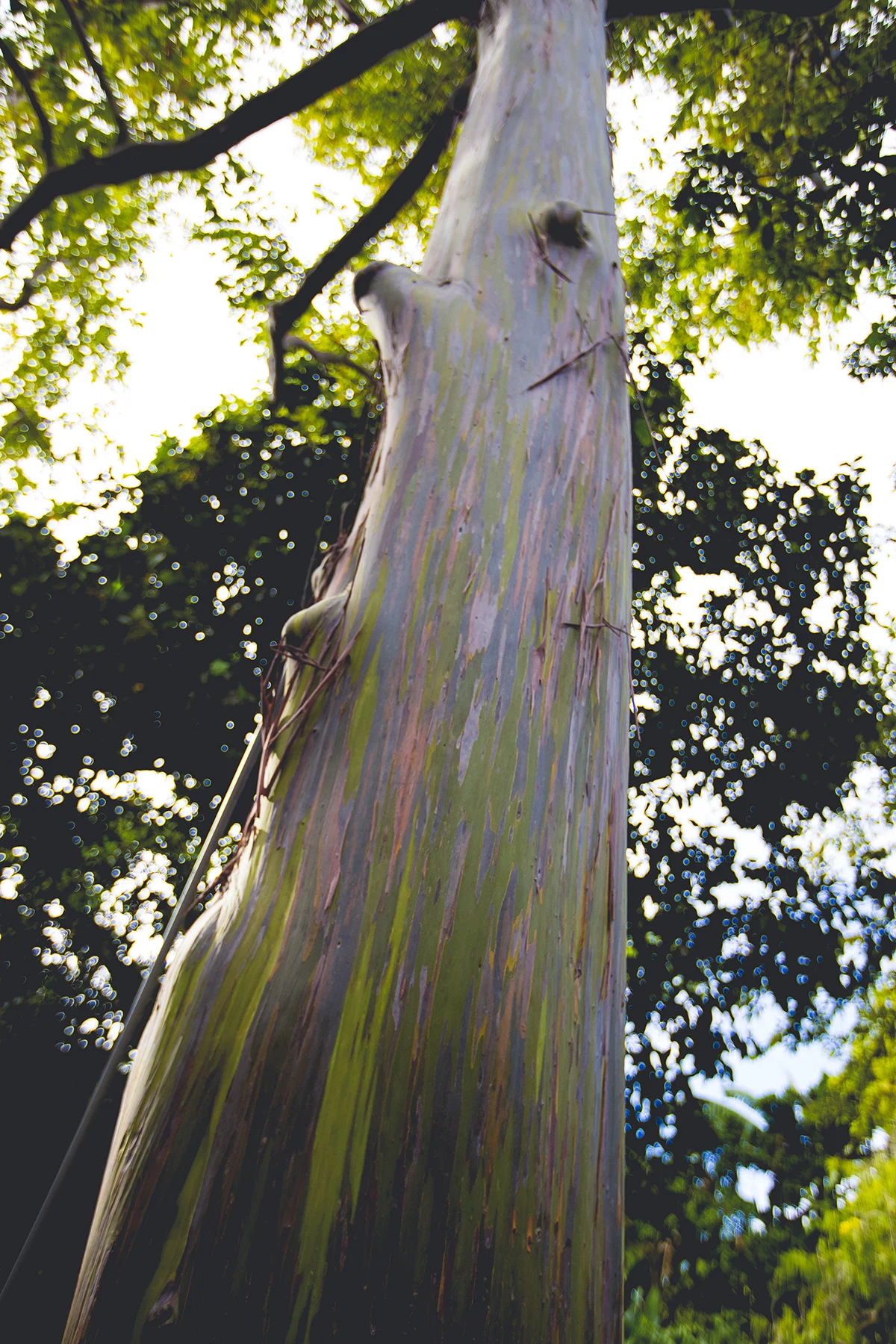 treetop.jpg