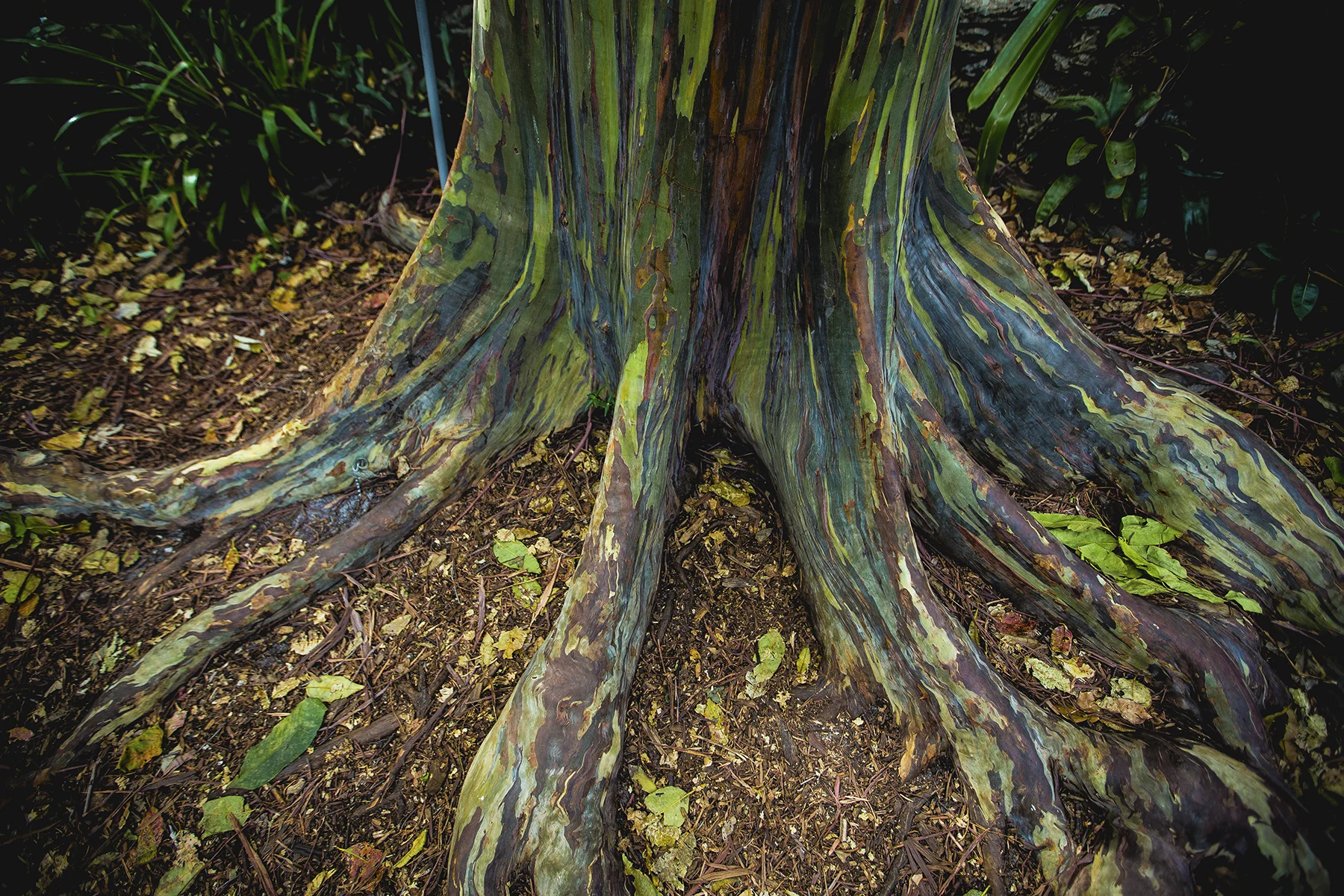 roots.jpg