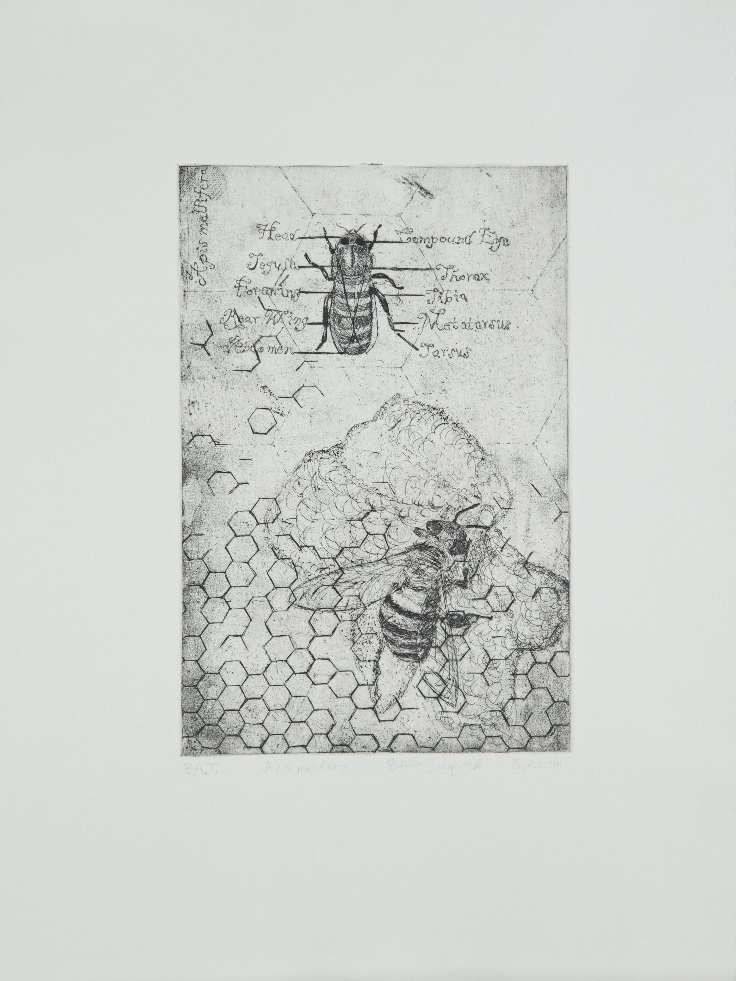 Apis Mellifera
