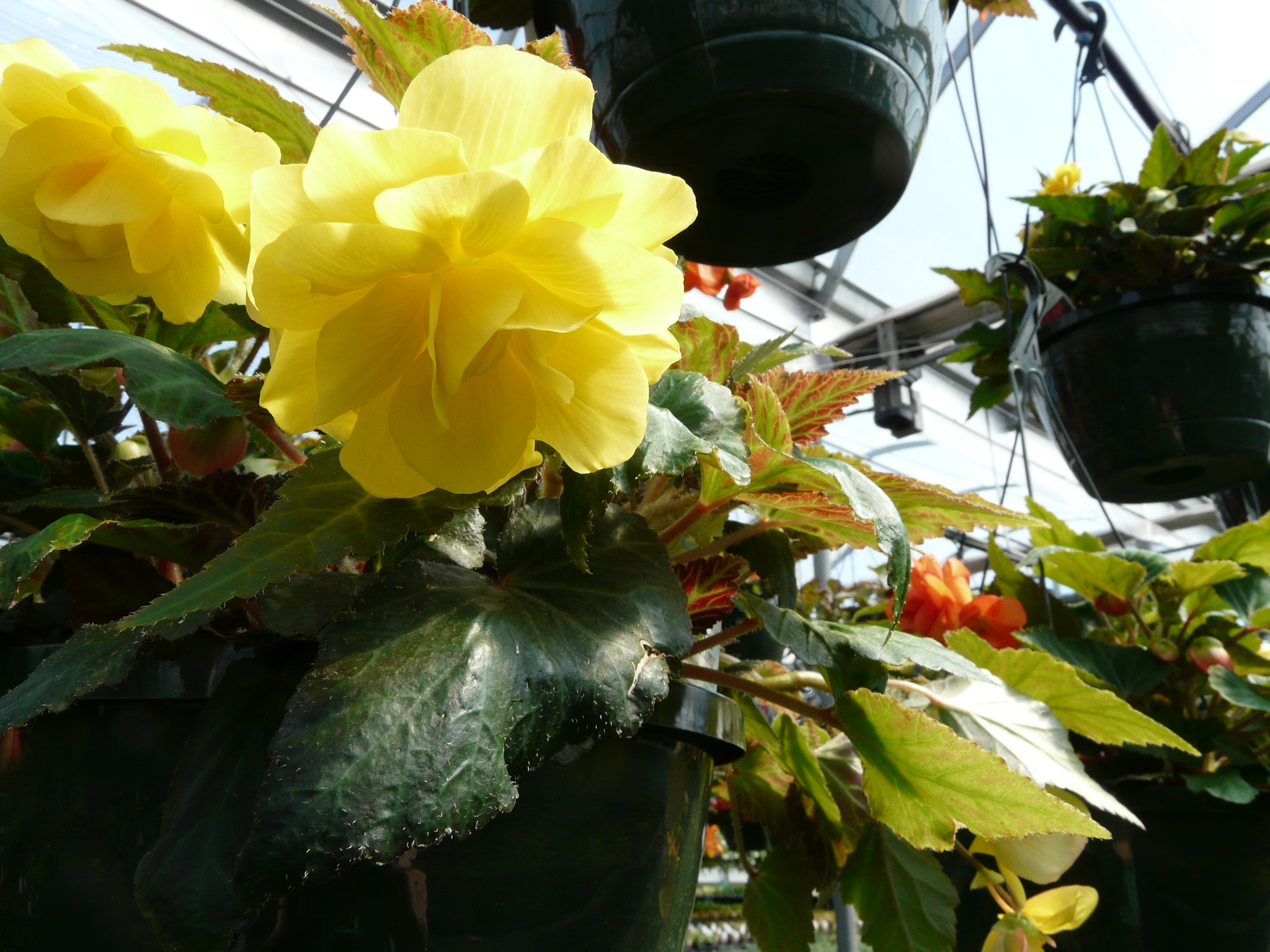 Yellow Non-Stop Begonia Hanging Basket