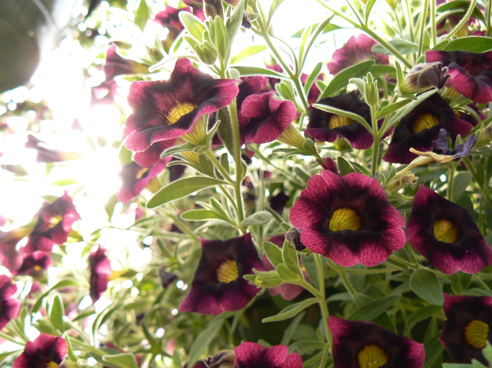 Hanging Baskets Kirby S Farm Market