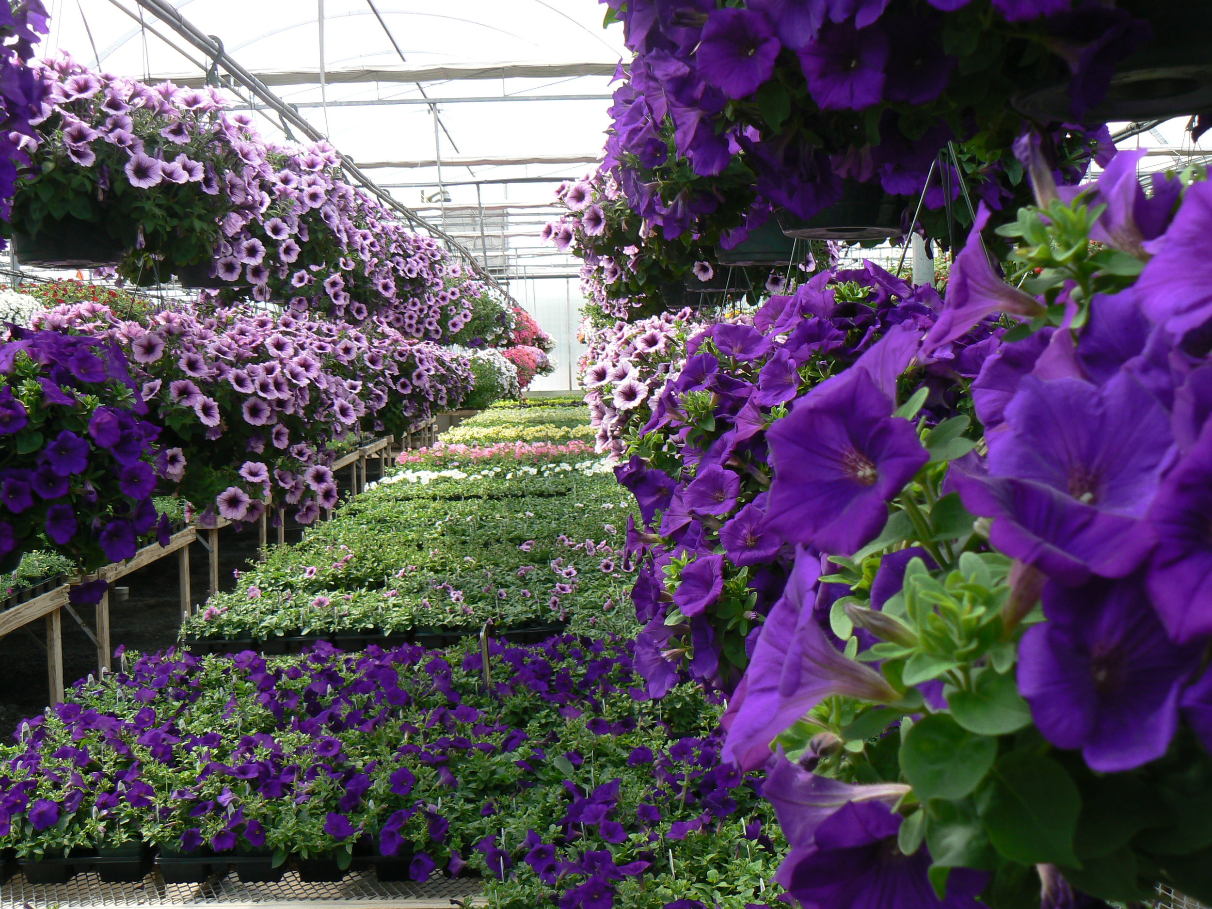 Royal Velvet Supertunia