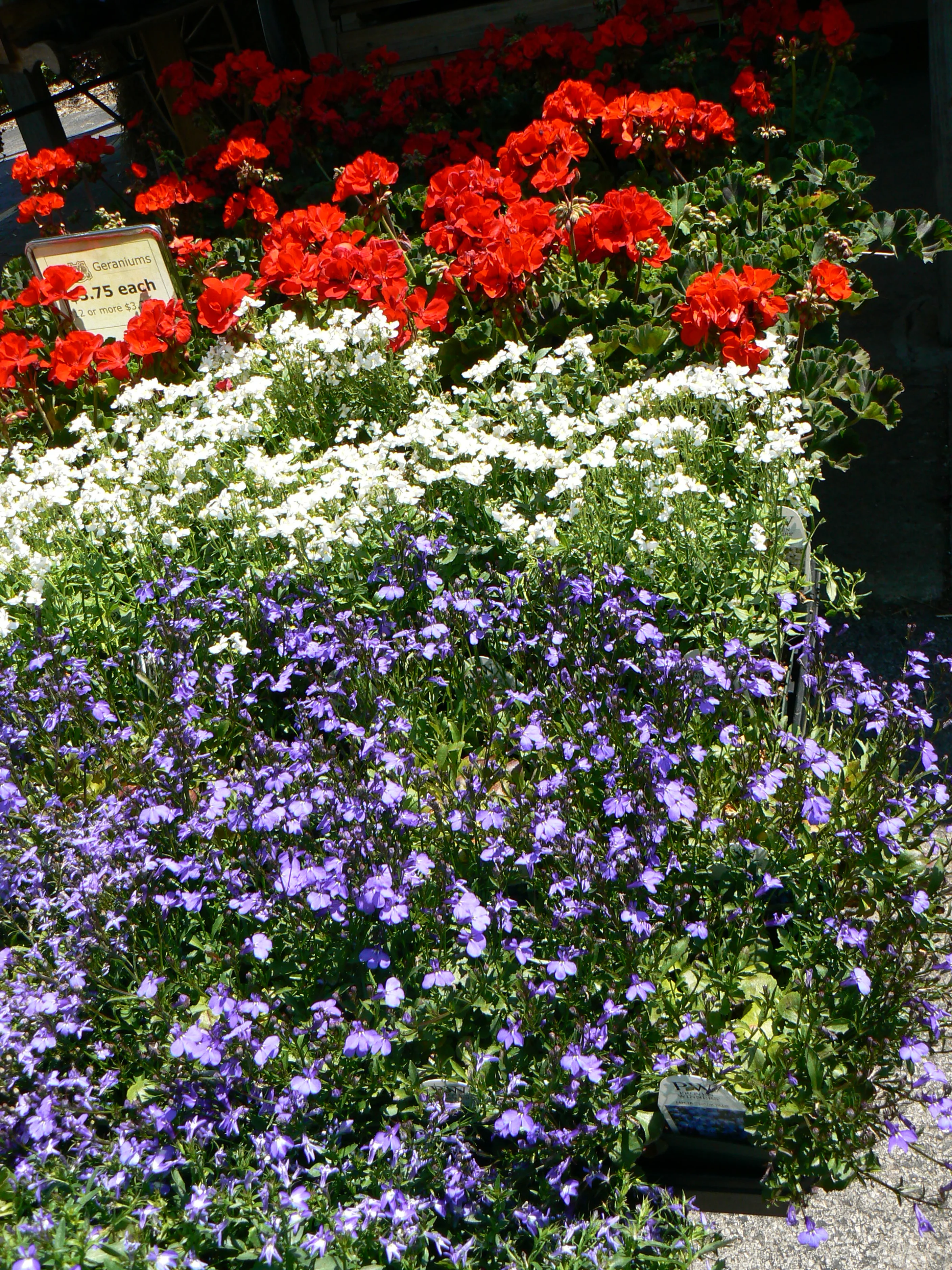 P1150334.JPG