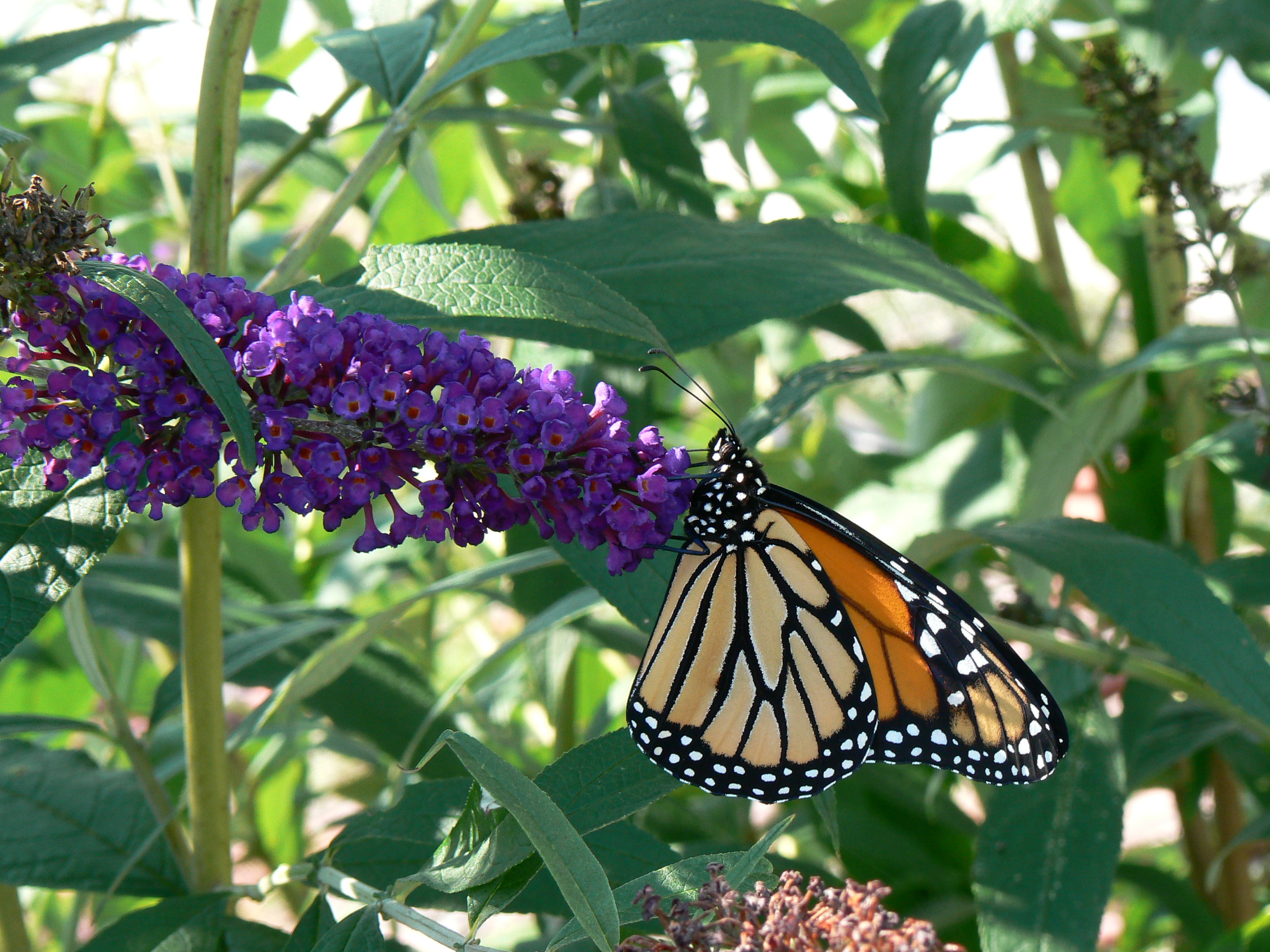 Monarch on Butterfly  Bush