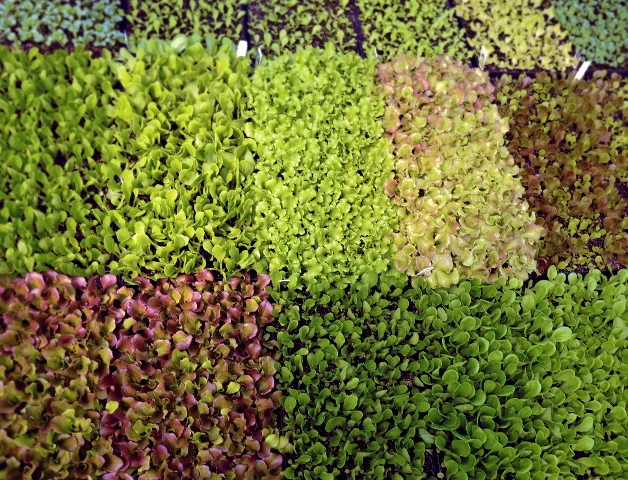 lettuces