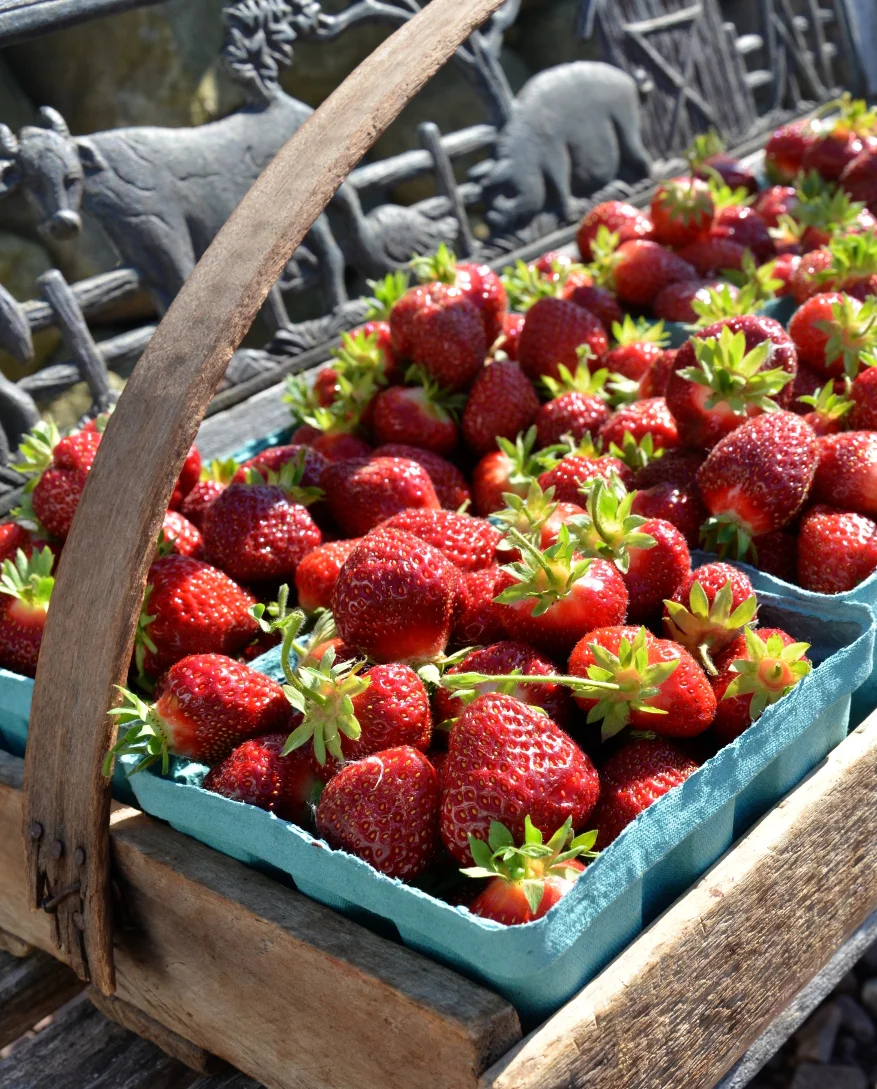 strwberries