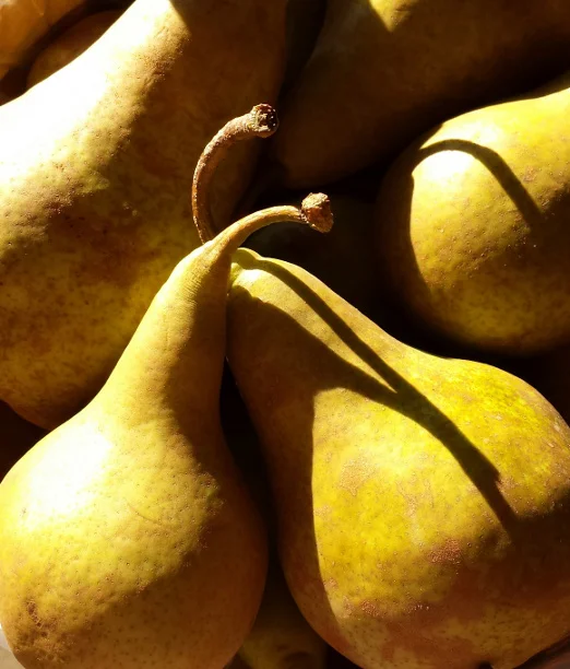 cuddlypears