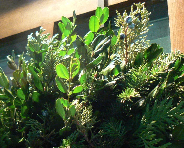 boxwood