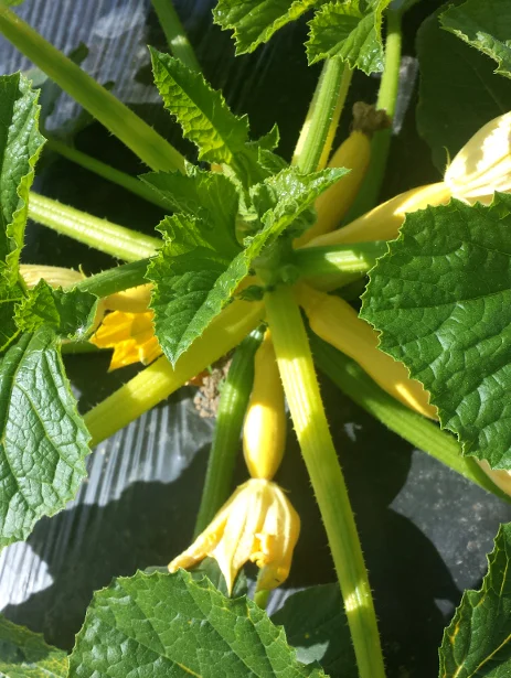 squash2