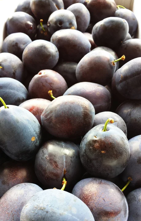 pruneplum