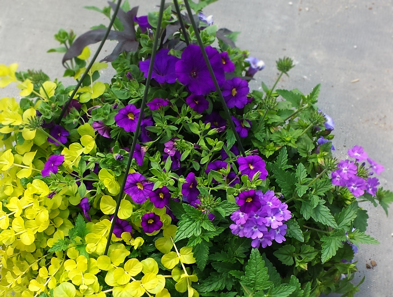 Mixed Hanging Basket, Purple