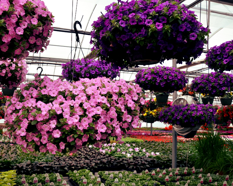 Supertunia Hanging Baskets