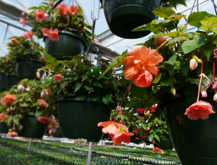 Peach Begonia