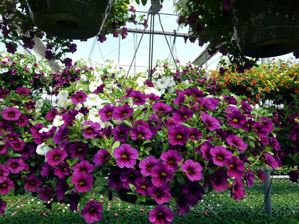 Hanging Baskets — Kirby's Farm Market