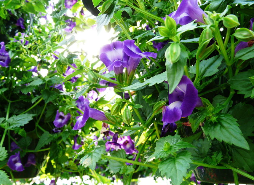 Torenia Hanging Basket