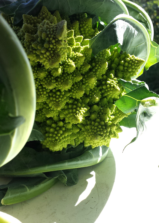 romanesco.jpg
