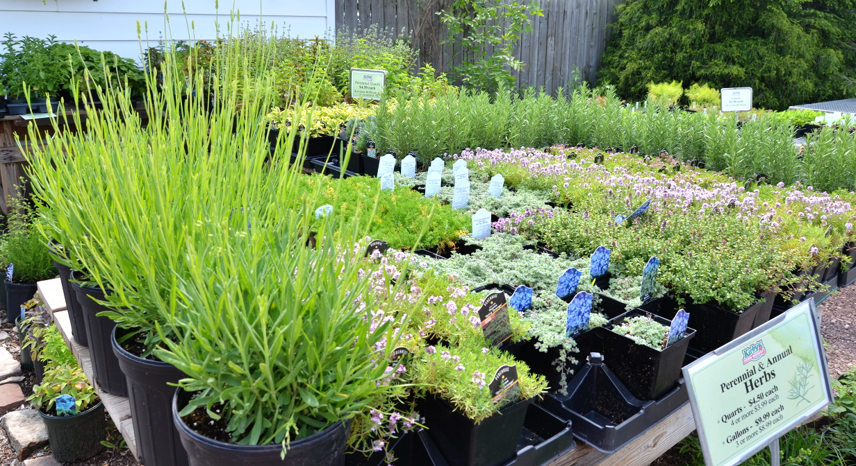 5x Summer Savory Plug Plants Herb Vegetables Garden Ready Now