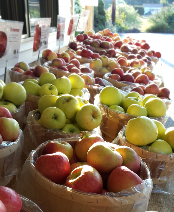 apples.jpg