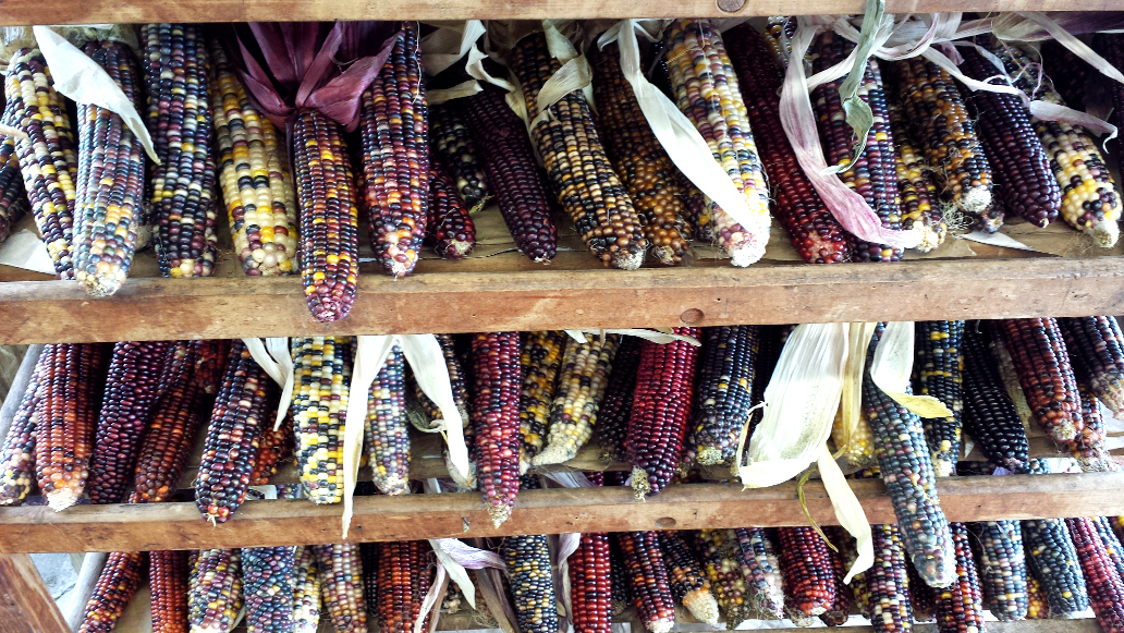 indiancorn.jpg
