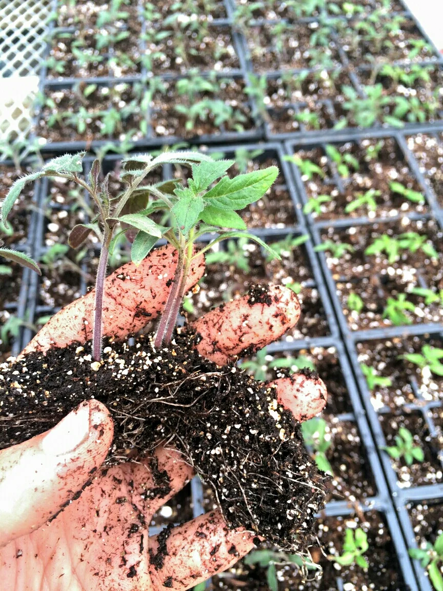 The five gallon patio tomatoes have a great start. By May they'll be over two feet high and loaded with plenty of blossoms, green fruit, and some ripe tomatoes.