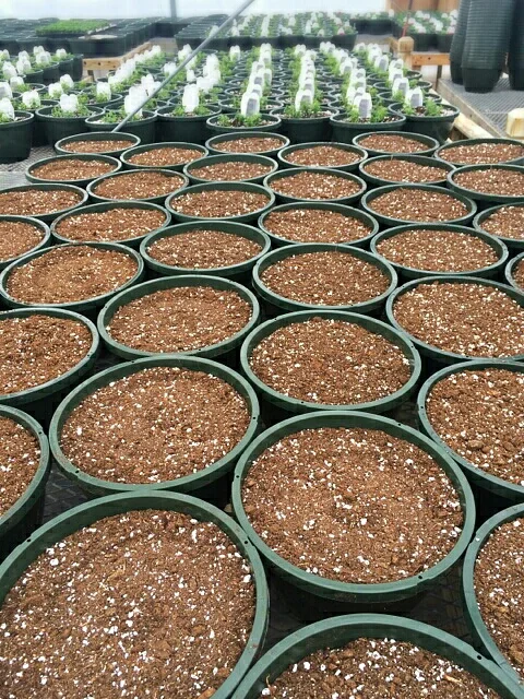 A few of the hundreds of hanging baskets we grow, ready to be planted. 
