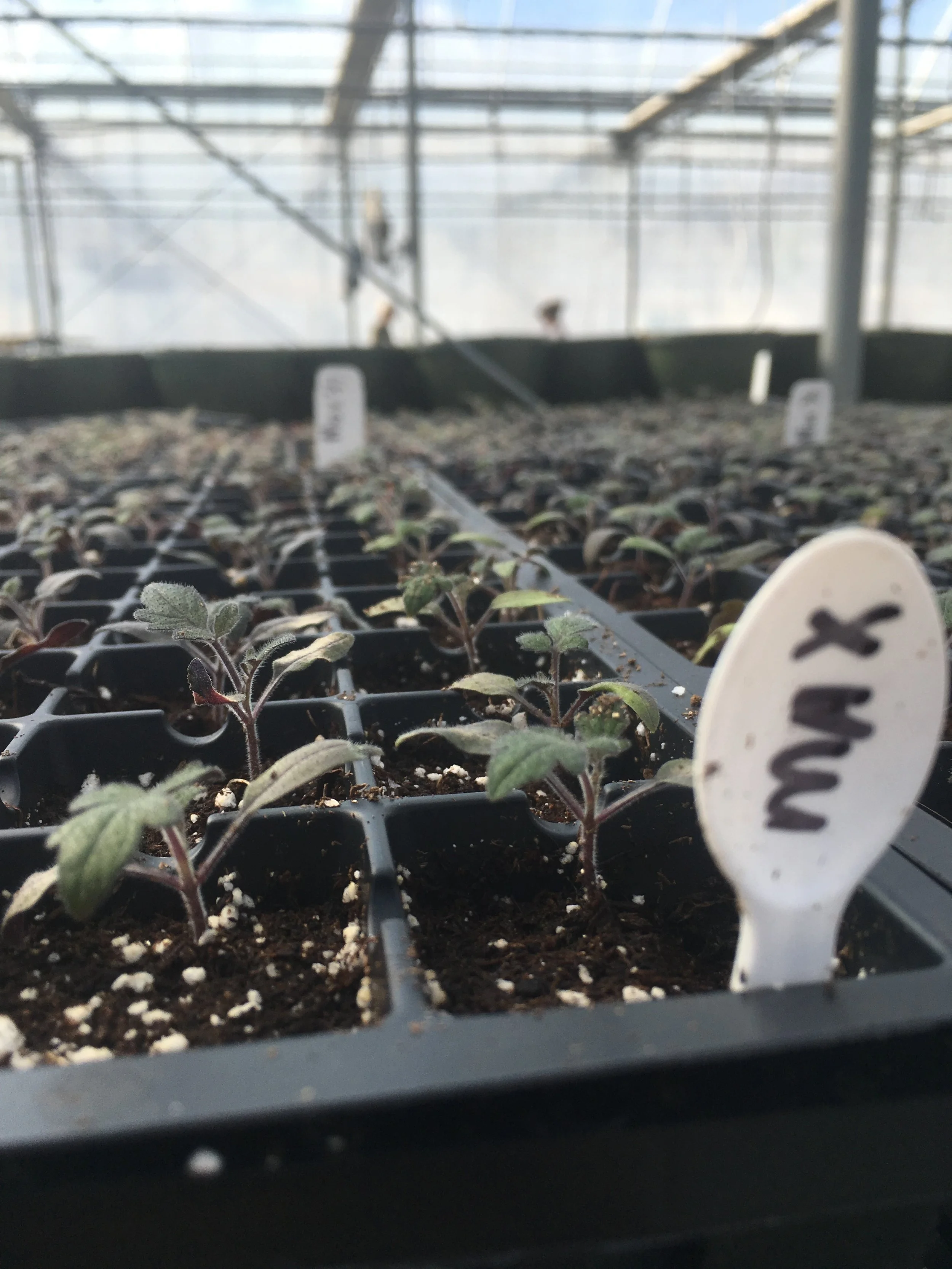 Our baby rootstock plants, taking the transplant very well. 
