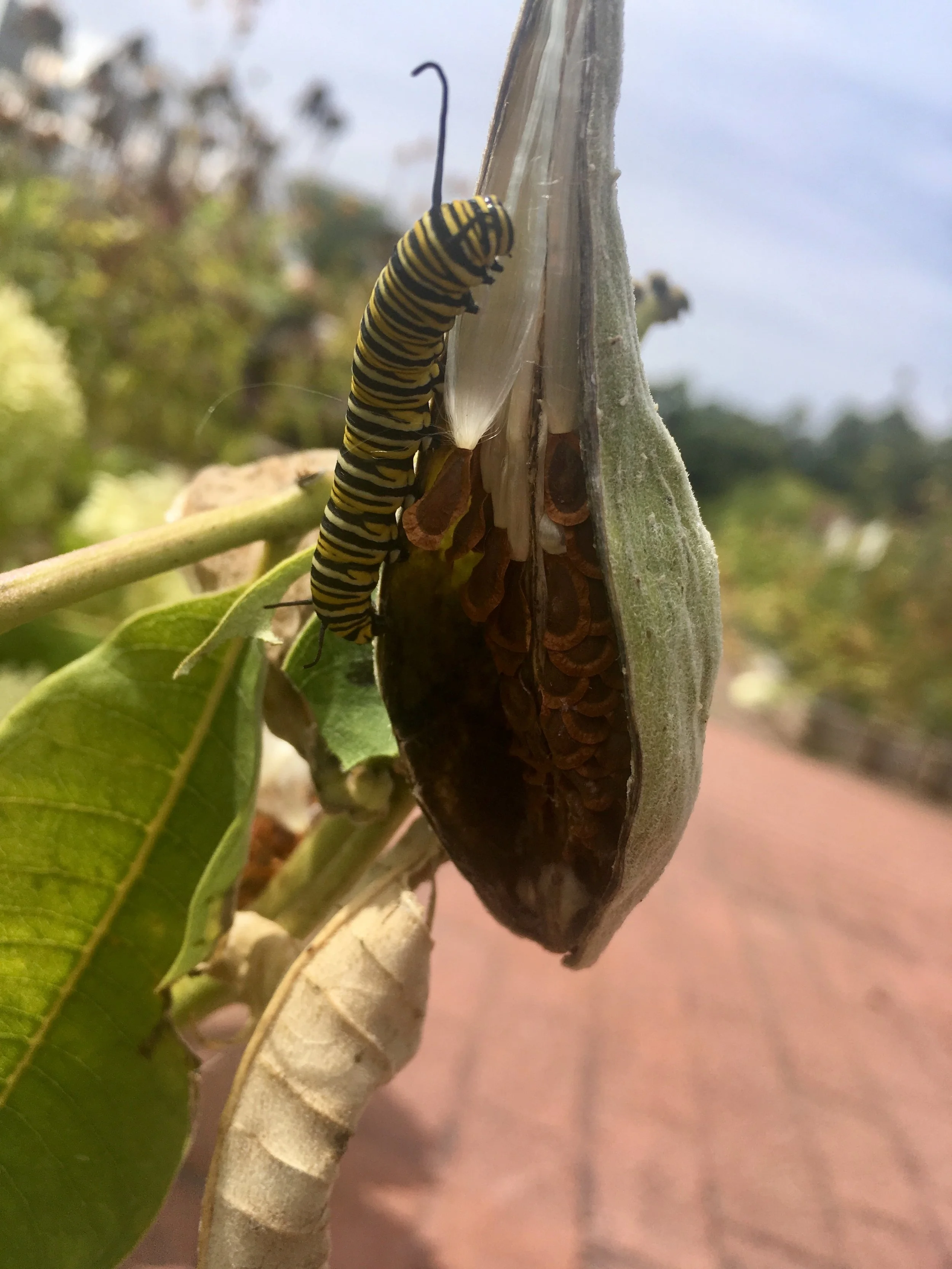 My monarch caterpillar friend.