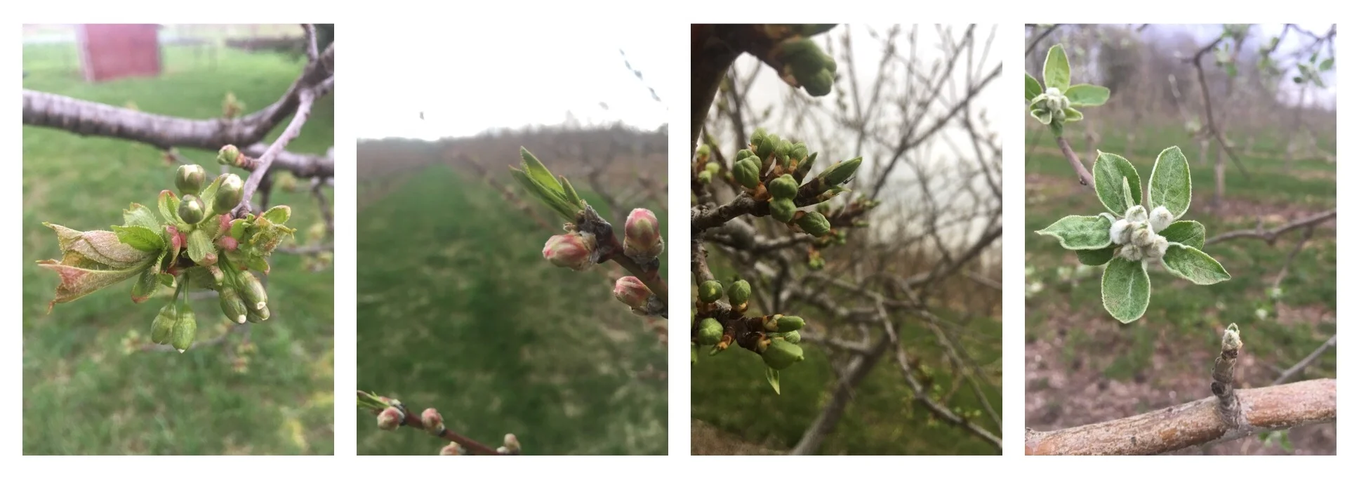 From left to right: Sweet Cherry, Peach, Prune, Apple. Bursting and ready to break. 