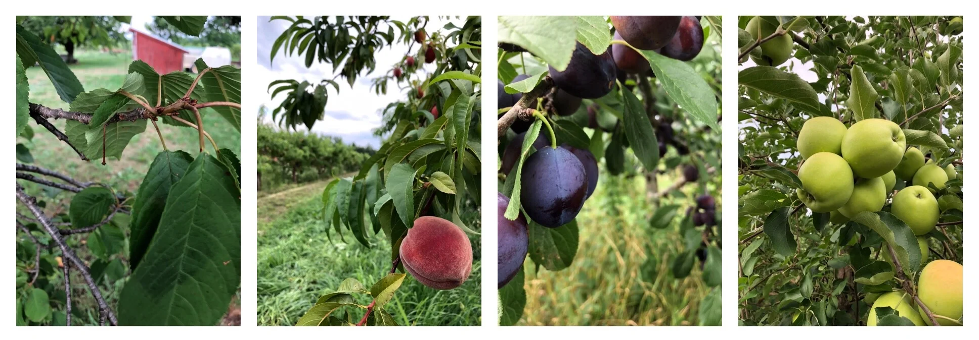Starting from the left, we have a branch where a sweet cherry used to be, now happily harvested. Next is a beautiful Garnet Beauty peach, ripe and probably picked today. After that is a prune (plum) deceitfully purple, but so very green inside. And lastly, we have some gingergold apples, ready to pick in maybe three weeks!